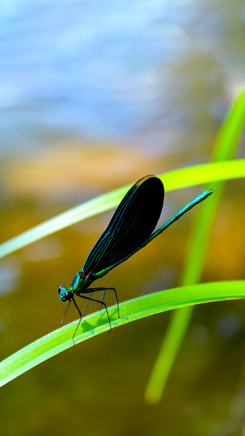 The Beauty of Nature preview