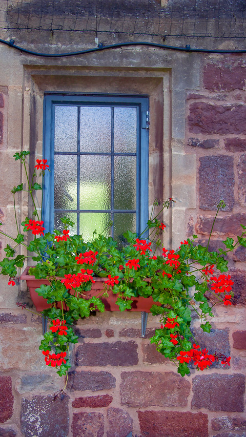 The flowers on the windowsill preview