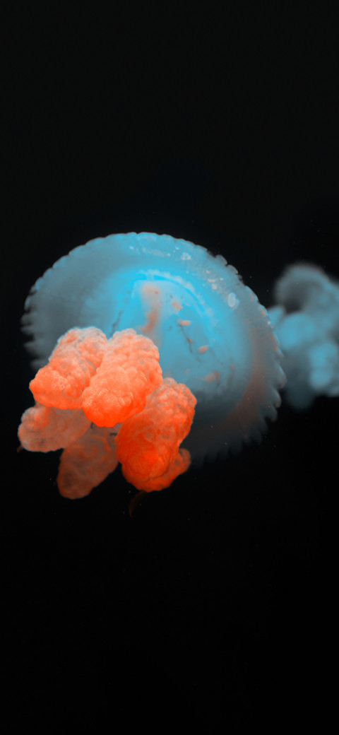 Color of jellyfish-PAIXIN preview