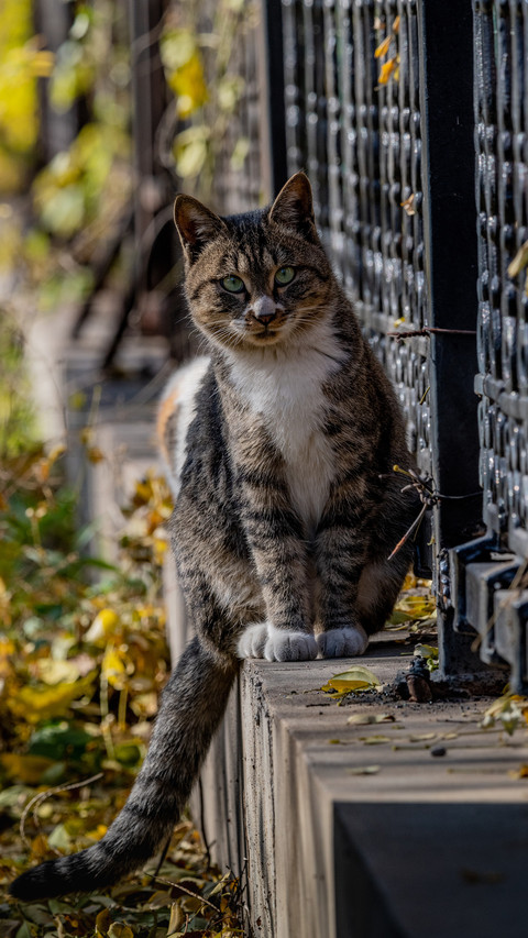 Wise cat preview