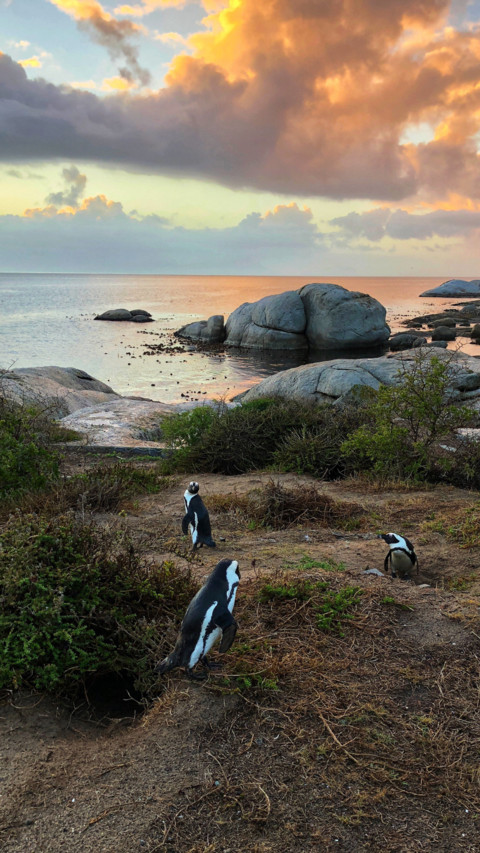 South Africa (16) preview