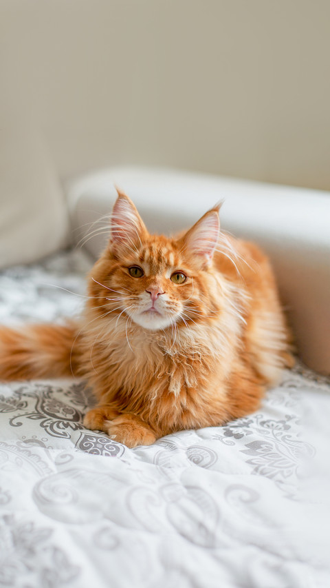 Glorious ginger Maine Coon kitten sittting on a couch preview