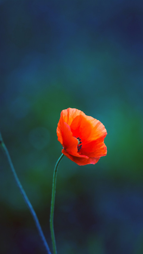 Fresh and natural wildflowers preview