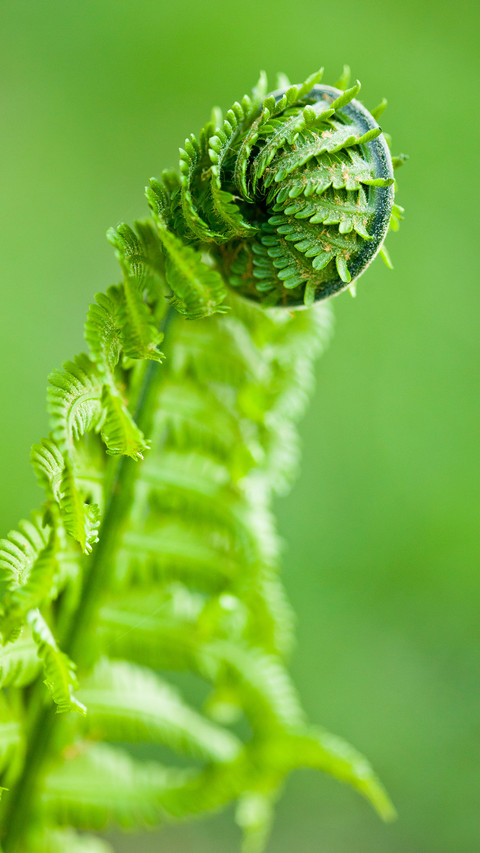 Green plants preview