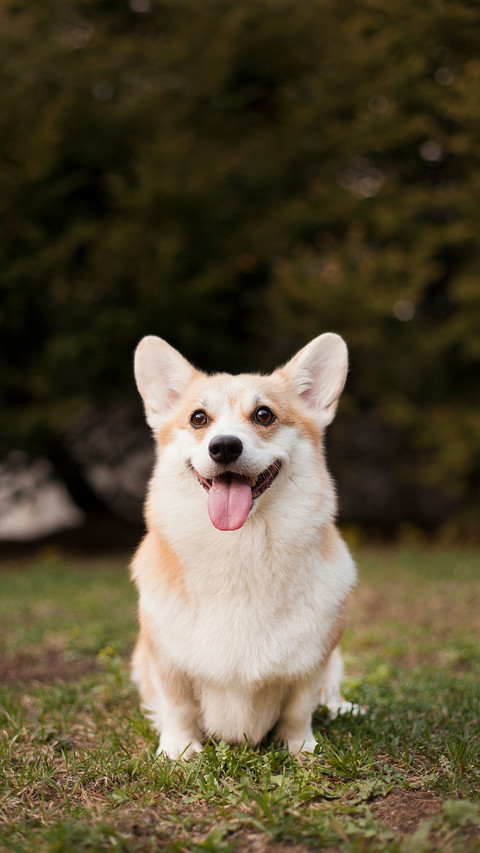 A Smiling Corgi Sitting on The Ground preview