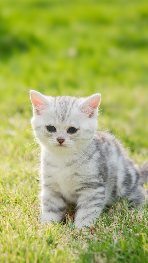 Cute American Shorthair Kitten Standing And Looking on Grass preview