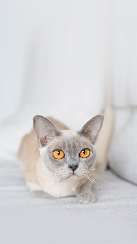Playful Burmese kitten, Burma cat lying on coach preview