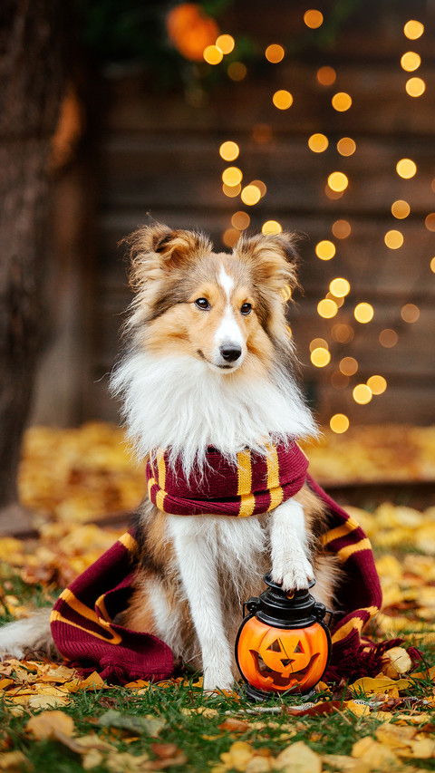 优秀的工作犬犬种 preview