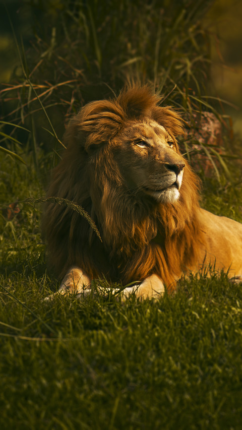 Why is the king of beasts bullied by dogs 2 preview