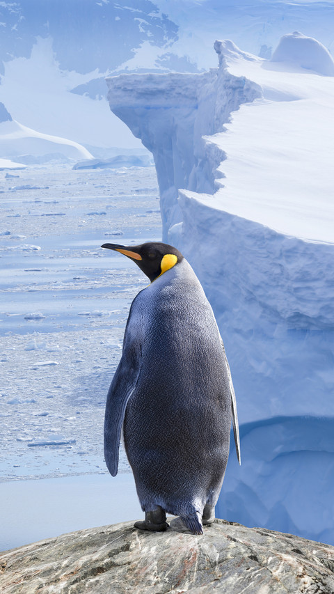The cold knowledge of lovely penguins preview