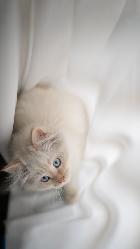 Beautiful kitten female cat few weeks old persian cat preview