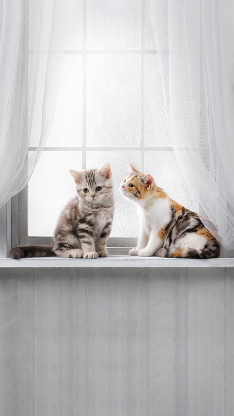 Cute kittens on the windowsill preview