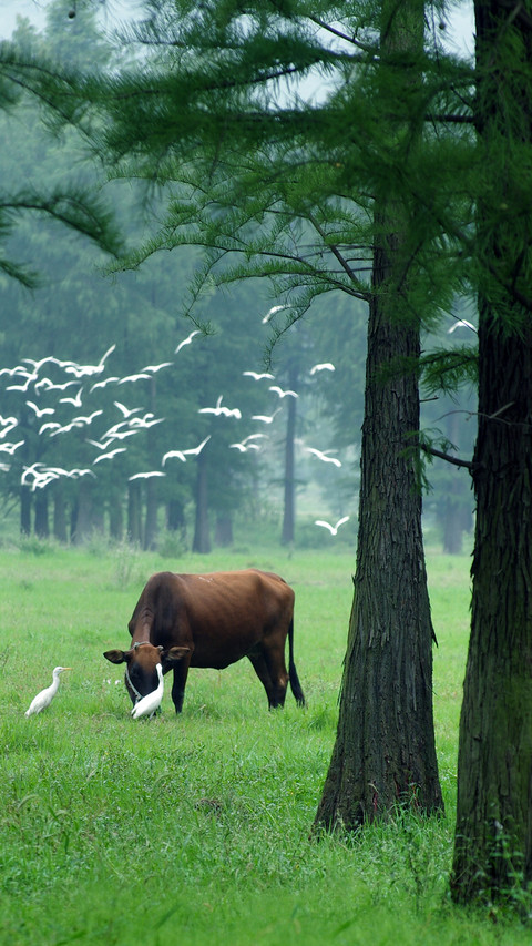 Herding cows and dancing white egrets preview