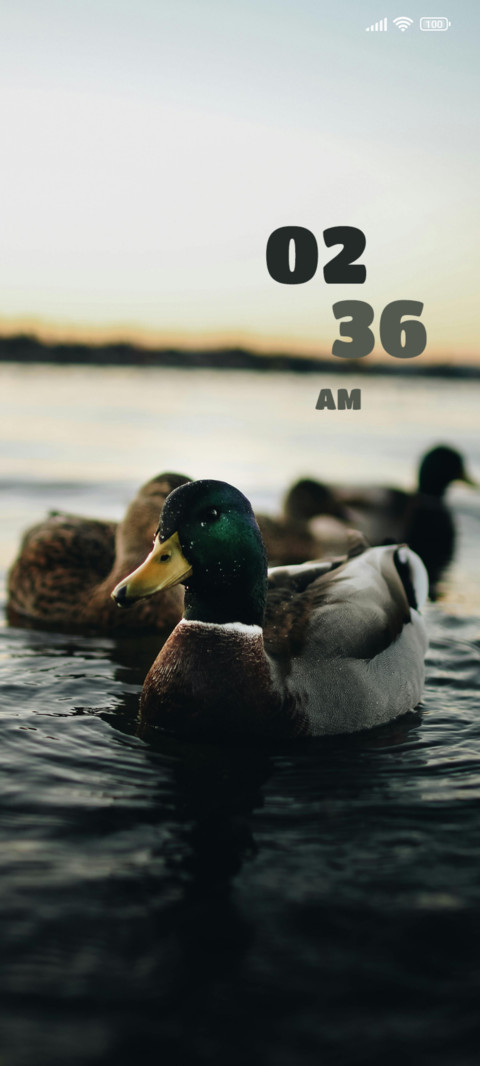 Duck preview