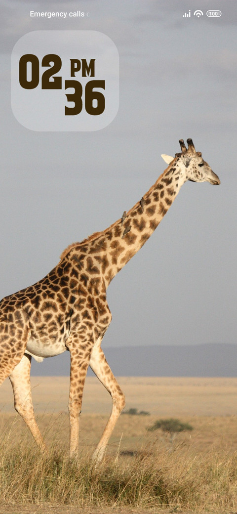 Giraffe preview