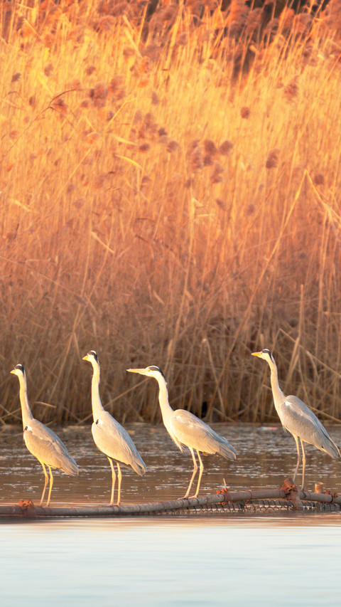 A row of herons on the water surface preview