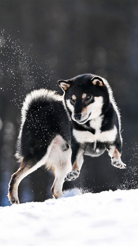A shiba inu jumping up in the snow preview