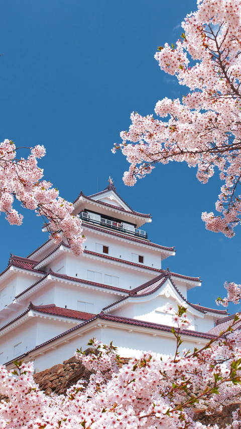A season of cherry blossoms 3 preview