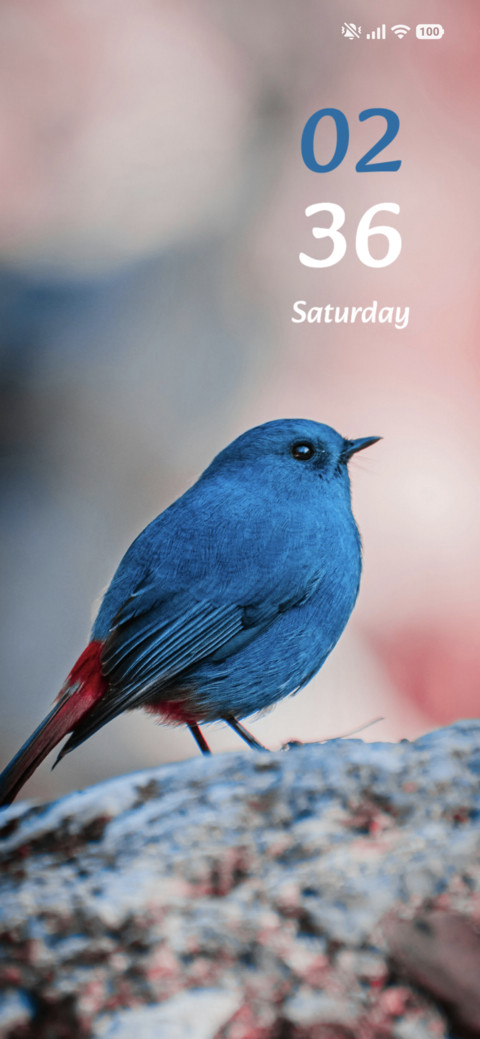 Blue Robin preview