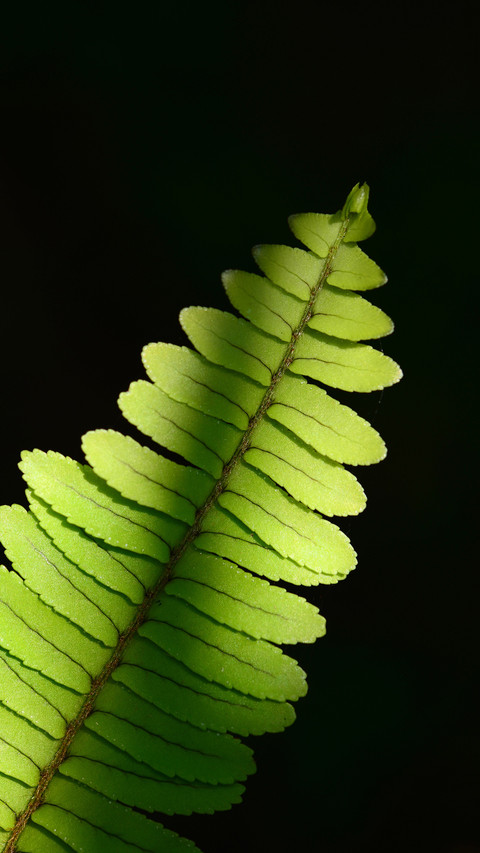 Green plants preview
