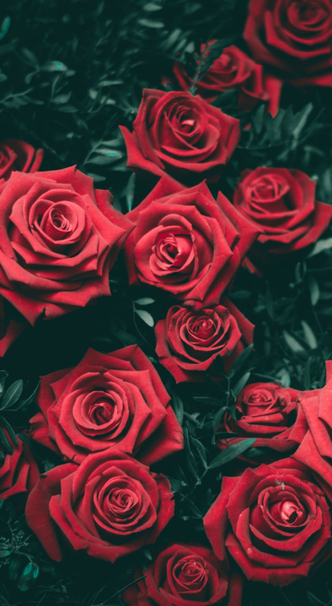 Red Roses (19) preview