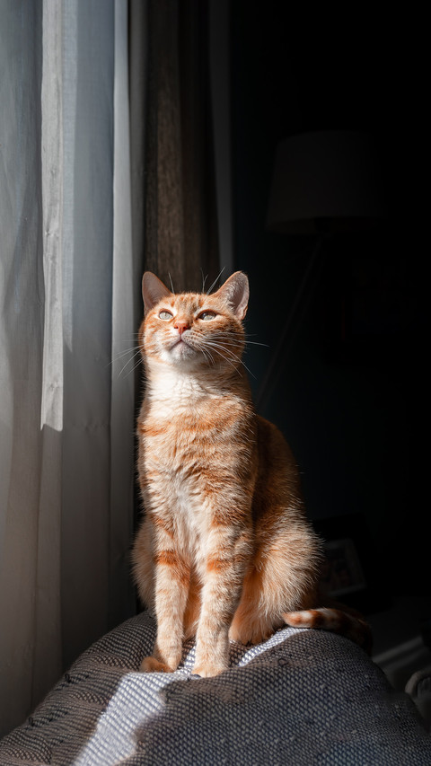 Brown tabby cat sitting on a sofa behind the curtains preview