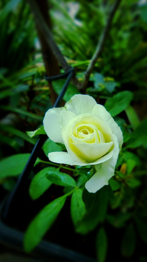White Roses preview
