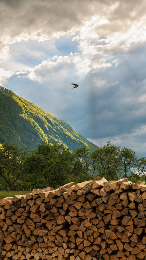 A swallow flew by preview
