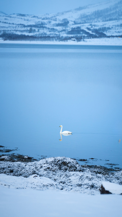 Swans in the lake preview