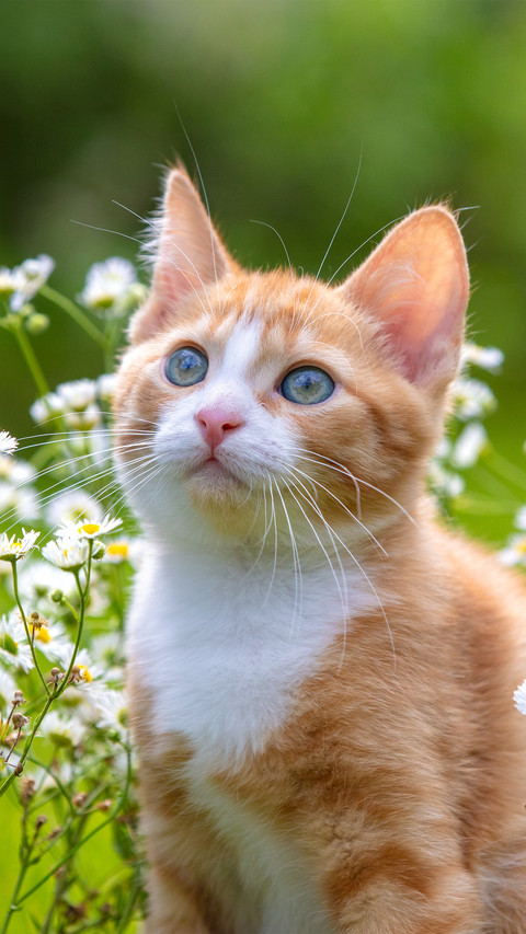 A kitten and a daisy preview