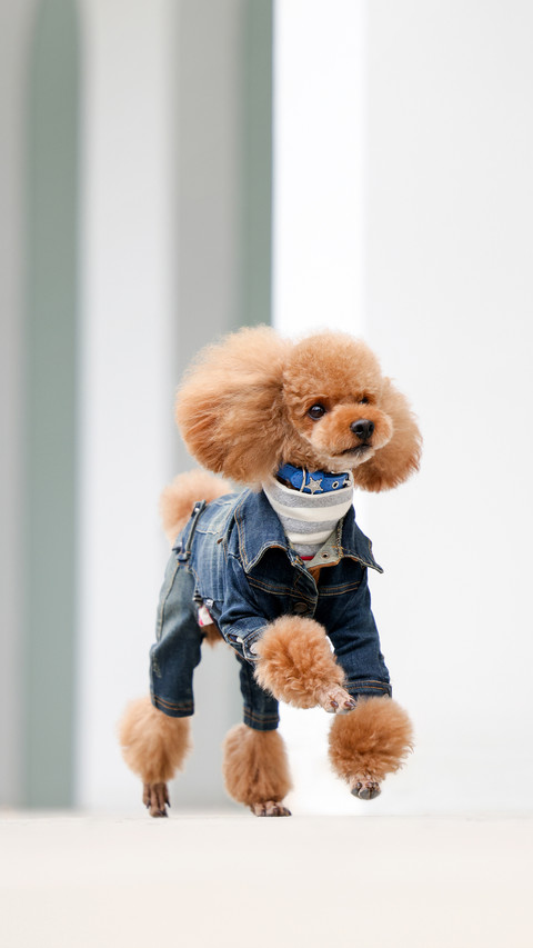 A comprehensive guide to teddy care preview
