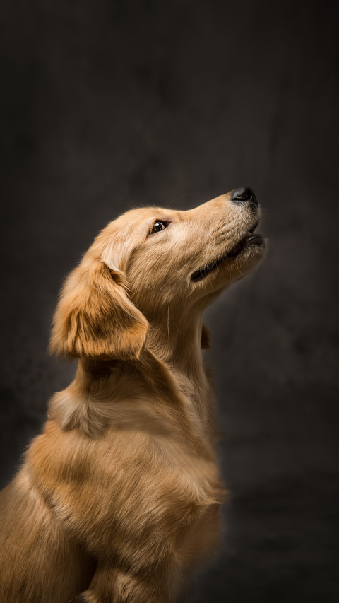 How is the relationship between the owner and the dog preview