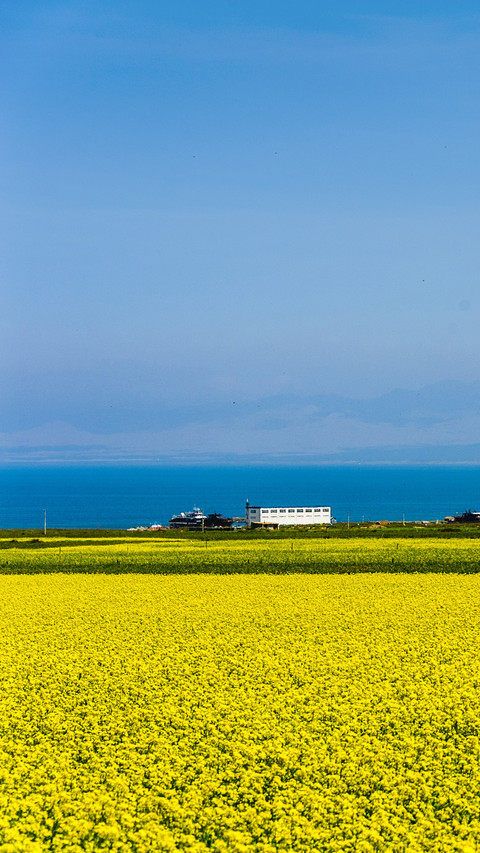 Rapeseed flowers in Qinghai Lake, China preview