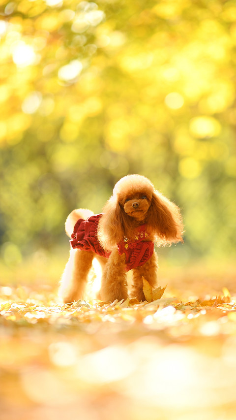 Teddy Teddy Teddy 7 preview