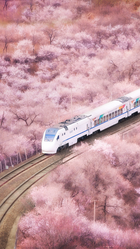 Spring limited flower sea train preview