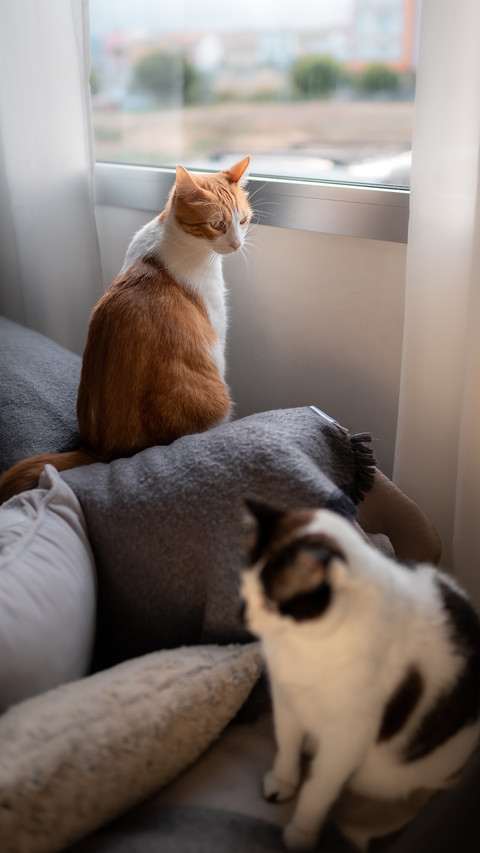 White and brown cat stops looking out the window preview
