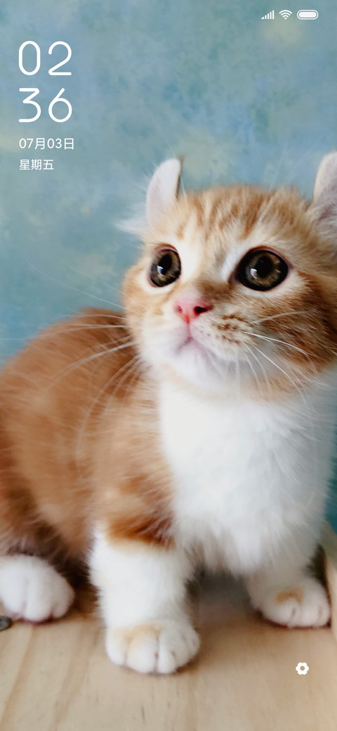 萌猫物语 preview