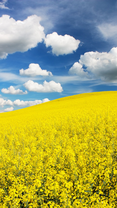 Clouds and rape flowers preview