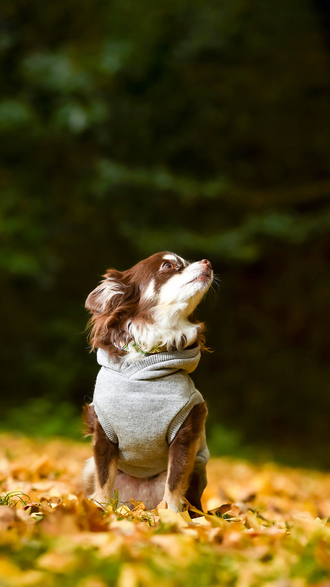 Chihuahuas in the autumn nature taken in Japan preview
