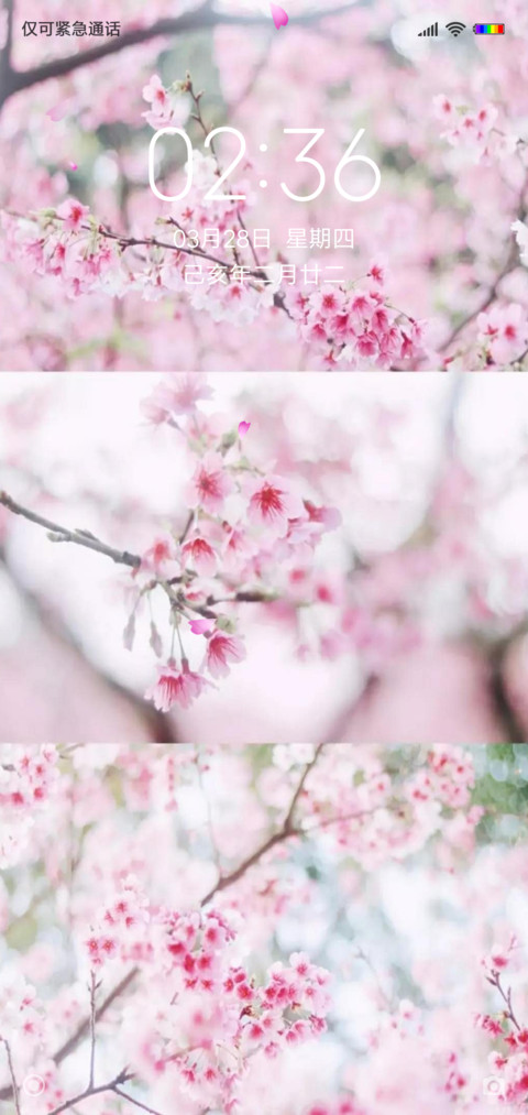 樱花节 preview
