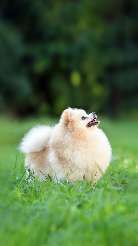 A Cute Dog Playing on The Grass preview