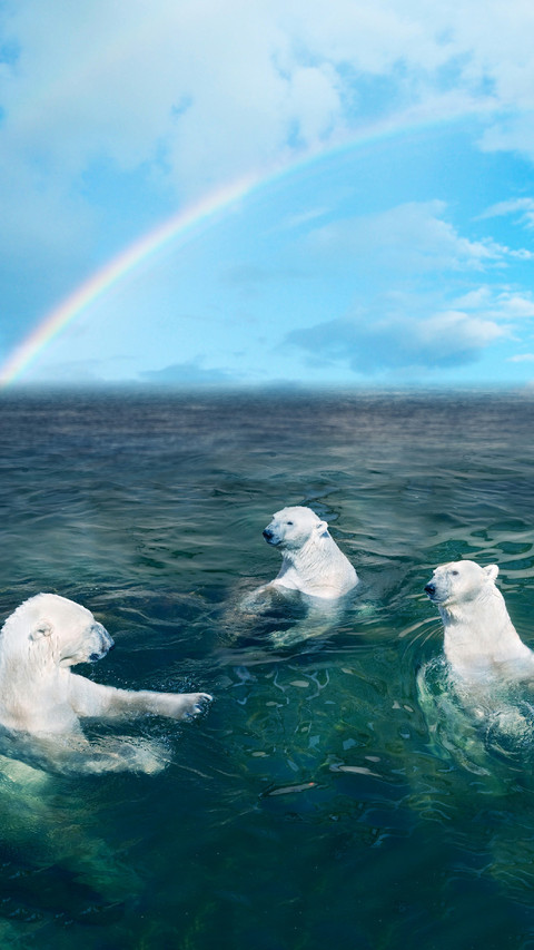 Polar Bears Swim Under The Rainbow preview
