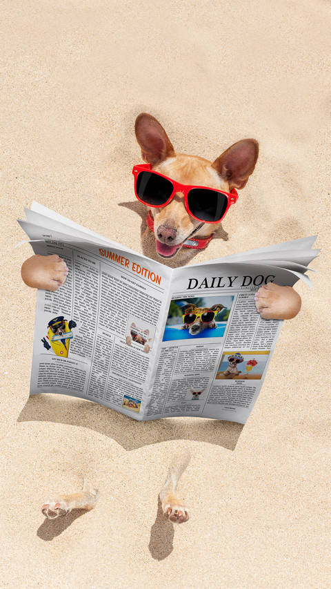 Its best to have a suitable dog preview