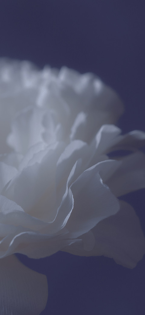 花事 preview