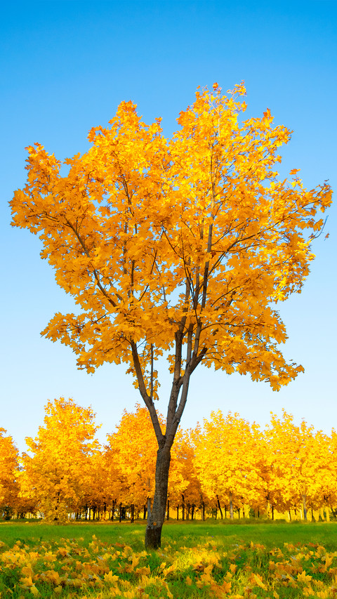 Green tree and blue sky preview