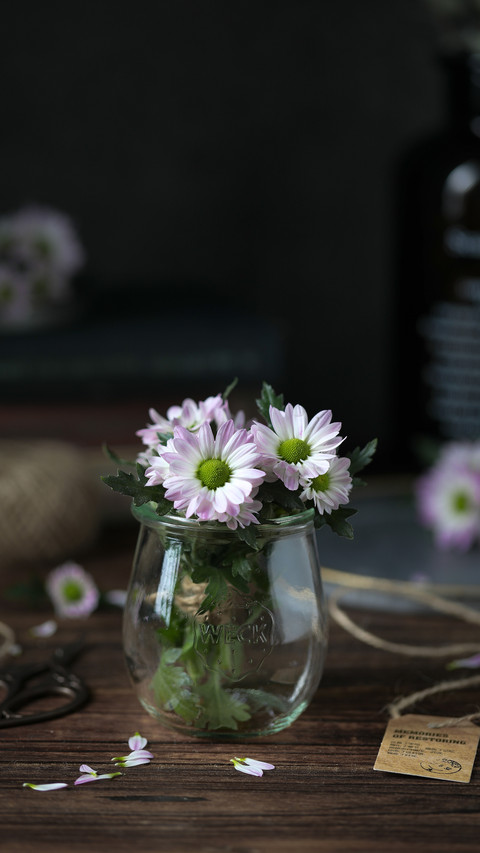 Plants suitable for table top 14 preview