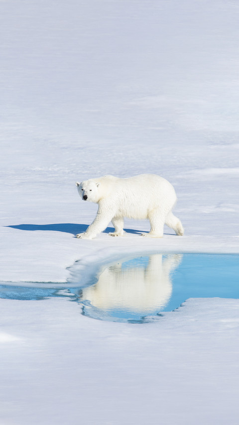 Polar Bear on the Pack Ice preview