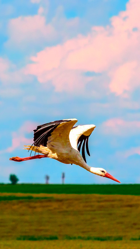Bird Wallpaper preview