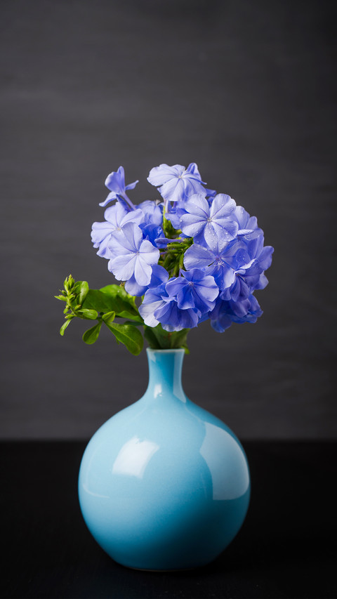 What flowers are suitable for growing in summer 75 preview