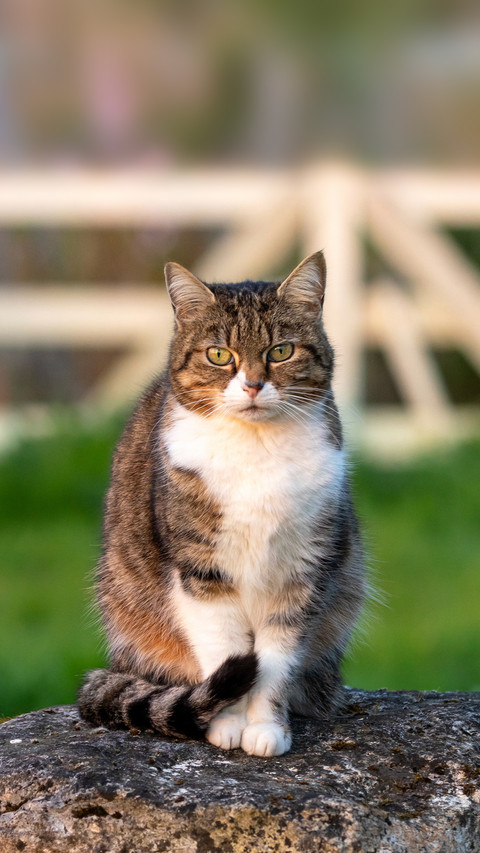 How harmful is it for a cat not to brush its teeth preview